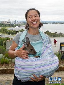 袋鼠妈妈明星,育儿界的璀璨明星